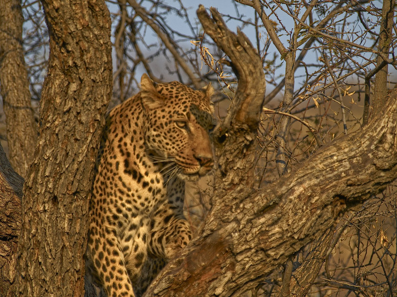 Amani Lodge, Leopard